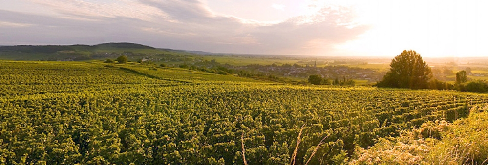 pafh-meursault-les-tillets-1000